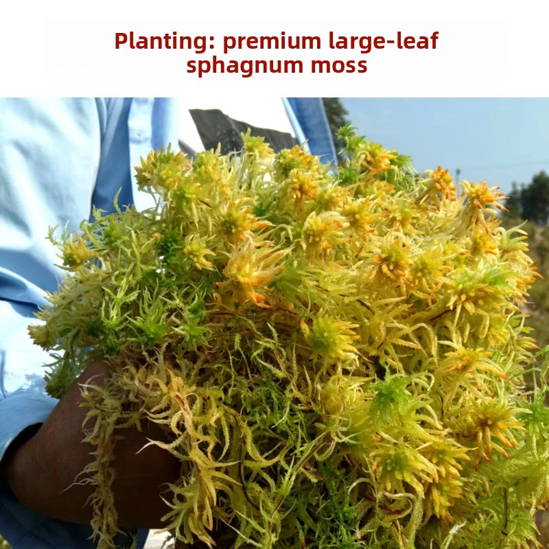 Preserved Moss Sheet - Grade A Dried Sphagnum Moss, Natural