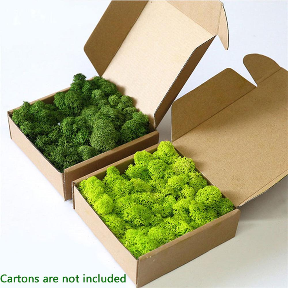 Preserved Moss Sheet - Nhân Tạo Vật Có Cuộc Sống