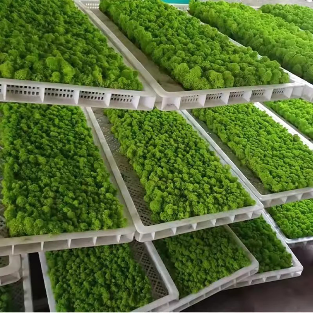 Preserved Moss Sheet - 200/500g Eternal Life Fake Moss Plant